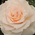 Bijela  - Floribunda ruže - Poustinia